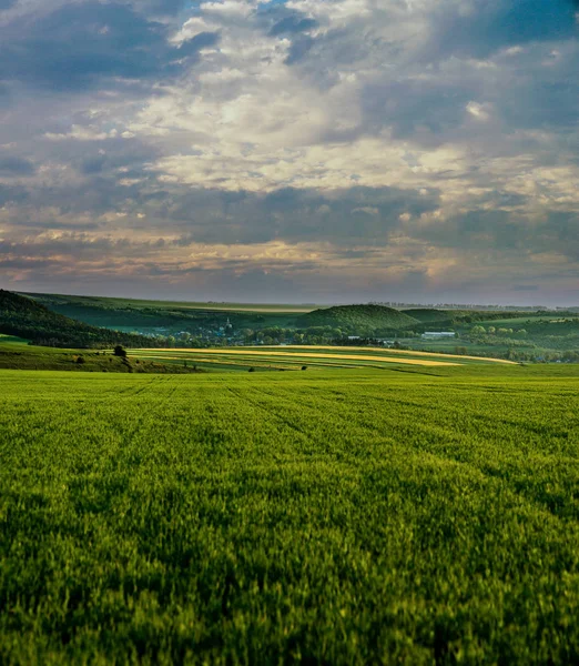 Zielone pole pszenicy i krajobraz krajobrazu widok — Zdjęcie stockowe