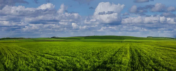 Zelené pole plné pšenice a zamračeně nebe — Stock fotografie