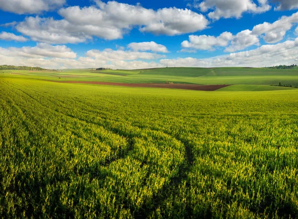 Linhas de brotos verdes jovens no campo de primavera — Fotografia de Stock