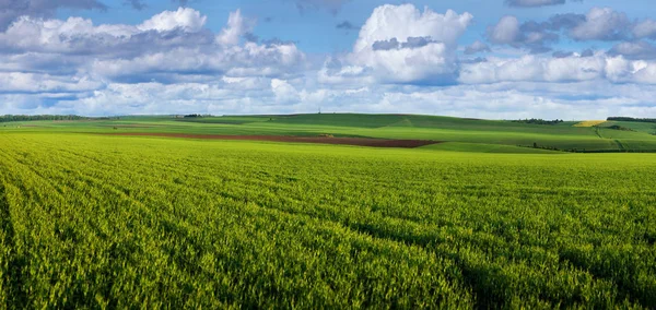 Campo verde cheio de trigo e céu nublado — Fotografia de Stock