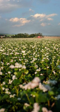 ufuk ve bulutsuz gökyüzü üzerinde traktör ile tarım karabuğday çiçeği alanı