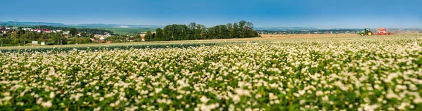 Gran campo del floreciente panorama del trigo sarraceno — Foto de Stock