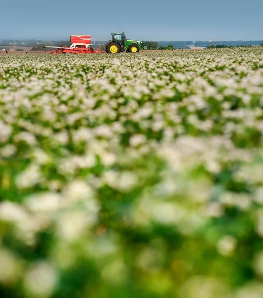 Floração do trigo sarraceno e cultivo de tractores — Fotografia de Stock
