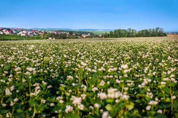 Pueblo con flores de trigo sarraceno — Foto de Stock