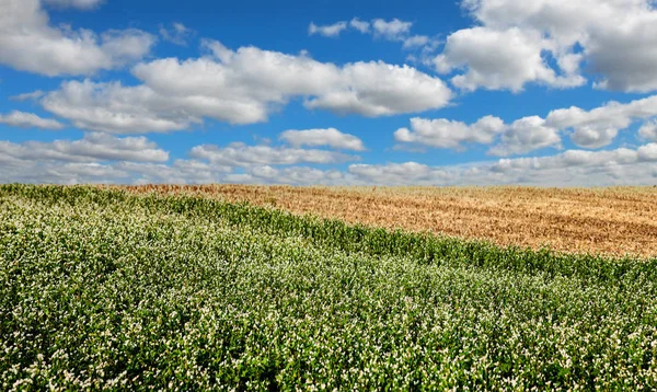 Ανθισμένο λιβάδι από σιτάρι με μπλε ουρανό και σύννεφα. Προσανατολισμός τοπίου — Φωτογραφία Αρχείου