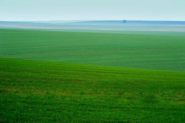 Nevoeiro matutino com vista panorâmica de belos campos agronômicos — Fotografia de Stock