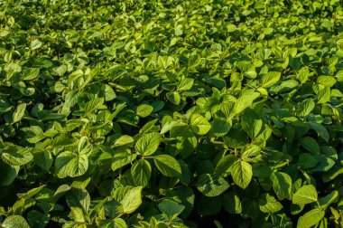 taze yeşil Soya tarla tepeleri yakın çekim, güzel gökyüzü ile dalgalar