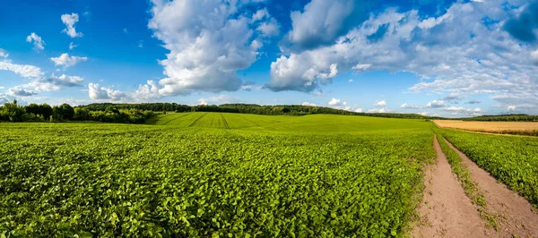 Verde fresco Colinas de campo de soja, ondas e estrada de terra com céu bonito — Fotografia de Stock