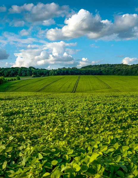 Frais vert champs de soja collines, vagues avec un beau ciel — Photo