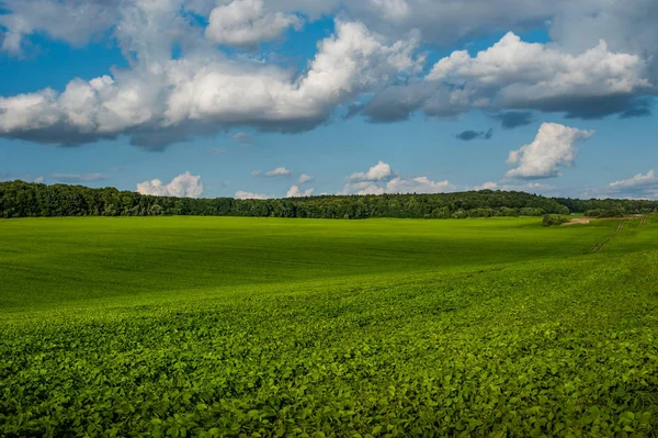 Fresh green Soybean field hills, waves with beautiful sky — Stock Photo, Image