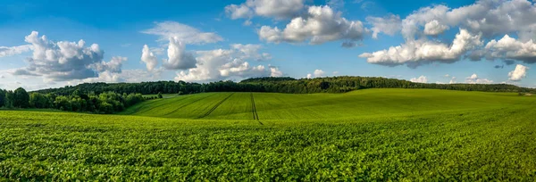 Verde fresco Colinas de campo de soja, ondas com céu bonito — Fotografia de Stock