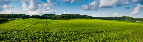 Świeże zielone wzgórza pola soi, fale z pięknym nieba — Zdjęcie stockowe