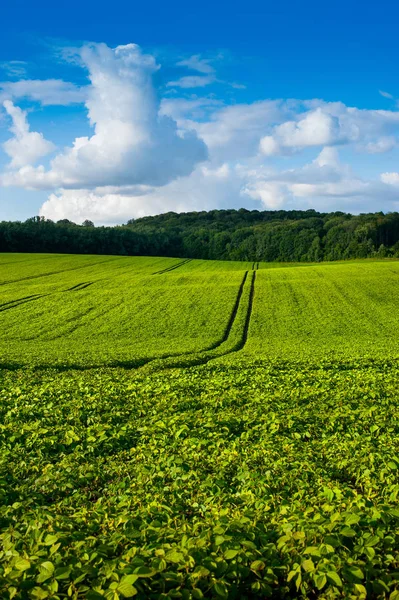 Fresh green Soybean field hills, waves with beautiful sky — Stock Photo, Image