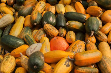 balkabağı deseni, sonbahar hasat, arka plan, üst görünüm