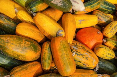 balkabağı deseni, sonbahar hasat, arka plan, üst görünüm