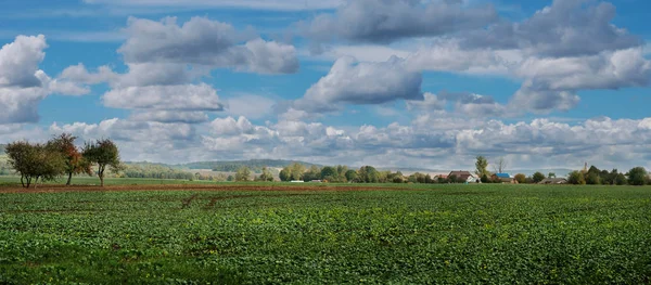 Jóvenes cultivos de colza en otoño, campo verde — Foto de Stock