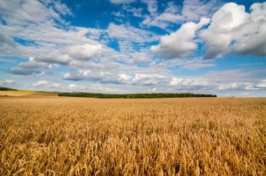 Güzel mavi bulutlu gökyüzünün altında buğday tarlası