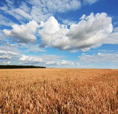 Güzel mavi bulutlu gökyüzünün altında buğday tarlası