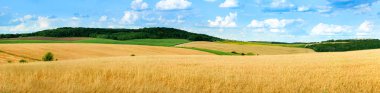 güzel manzara panoramik manzara buğday tarlası, kulaklar ve sarı ve yeşil tepeler