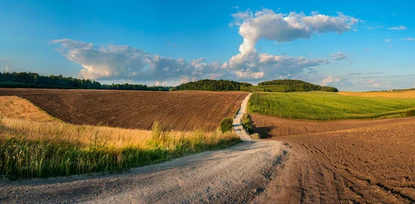 Farmer rural dirt road in wheat fields and harvest. An empty ground. Sunny day, clouds