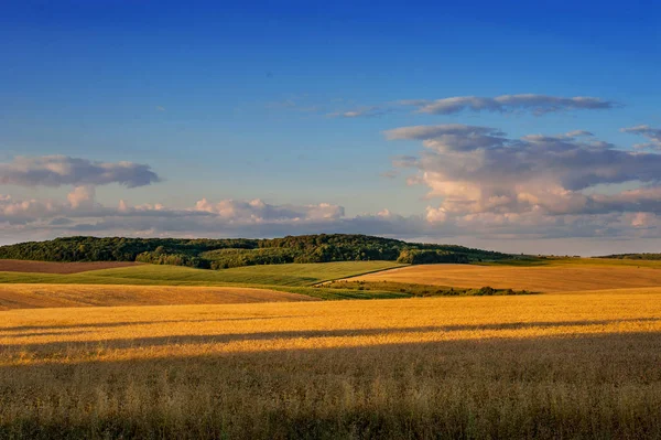 Bela paisagem vista panorâmica do campo de trigo à noite — Fotografia de Stock