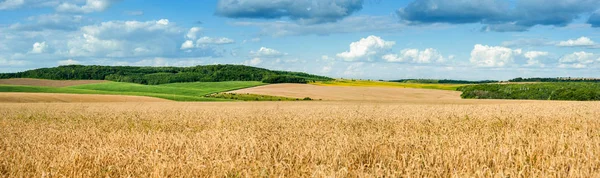Güzel manzara panoramik manzara buğday tarlası, kulaklar ve sarı ve yeşil tepeler — Stok fotoğraf
