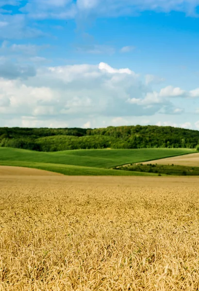 Hermoso paisaje de campo de trigo, orejas y colinas — Foto de Stock