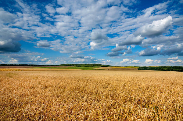 great field of wheat under beautiful blue cloudy sky