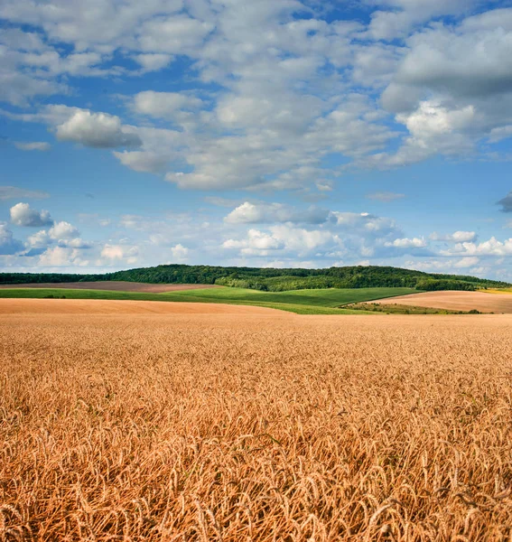 Güzel mavi bulutlu gökyüzünün altında buğday tarlası — Stok fotoğraf