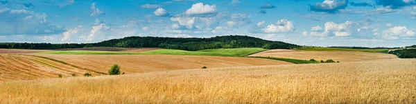 Gran vista panorámica del paisaje de campo de trigo, espigas y colinas amarillas y verdes — Foto de Stock