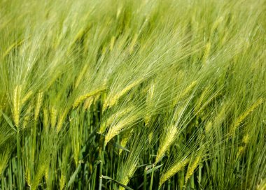 Çavdar ekmekleri yazın başında kapanıyor.