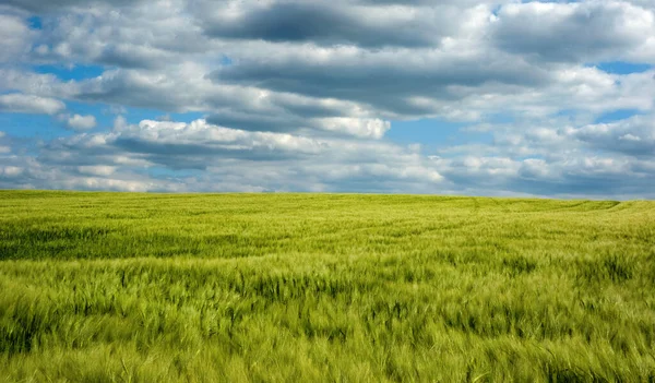 Rye Spikelets Primo Piano Campo Agricolo Con Cielo Blu — Foto Stock