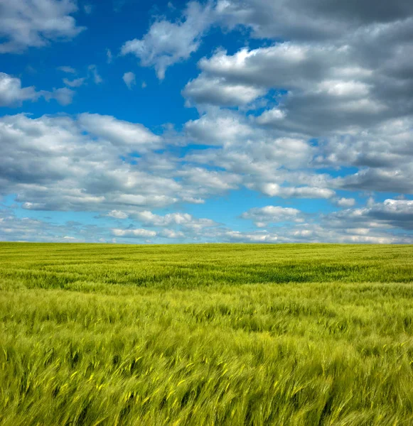 Segale Primo Piano Sul Campo Agricolo Con Cielo Azzurro Nuvoloso — Foto Stock