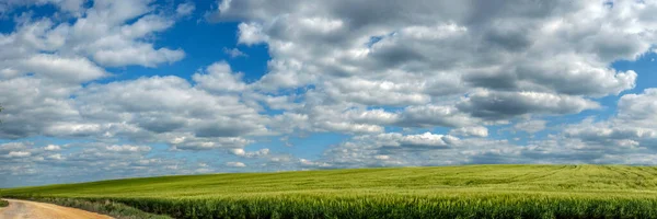 Grande Vista Panorâmica Dos Campos Centeio Verde Dia Verão Ensolarado — Fotografia de Stock