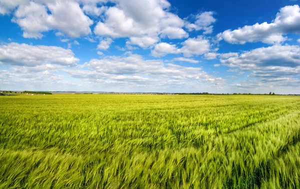 Grande Panorama Dos Campos Centeio Verde Dia Verão Ensolarado Brilhante — Fotografia de Stock