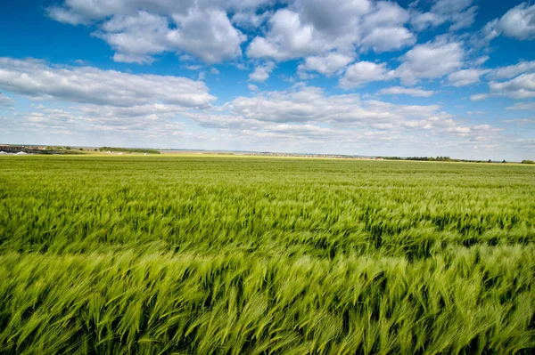 在多云的天空下 阳光灿烂的夏天 碧绿的麦田尽收眼底 — 图库照片