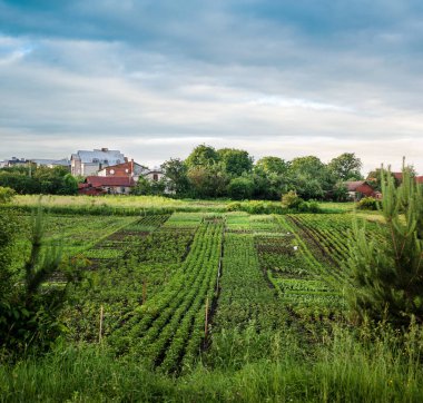 Köylü bahçeleri, yaz aylarında sebze yatakları.
