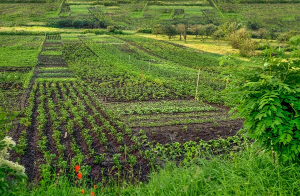 Jardins Camponeses São Divididos Pedaços Camas Legumes — Fotografia de Stock