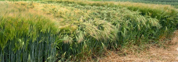 stock image varieties of rye, wheat on demonstration plot of grain crops