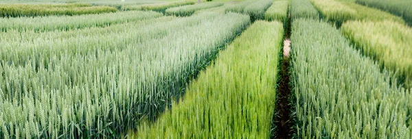 Demo Plot Grain Crops New Varieties Agriculture — Stock Photo, Image