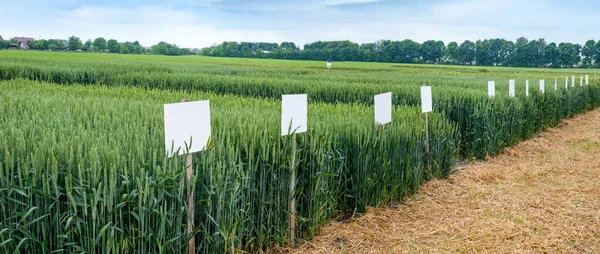 Pekare Demo Tomter Spannmål Nya Sorter Inom Jordbruket — Stockfoto