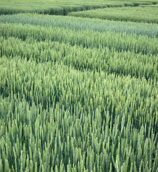 农业新品种谷类的示范田系列 — 图库照片