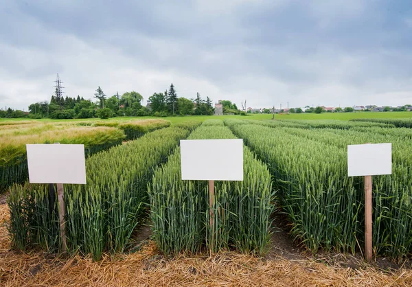 Bölünmüş Sektörler Tarım Alanında Yeni Çeşitteki Buğday Çeşitleri Işaretli Tahıl — Stok fotoğraf