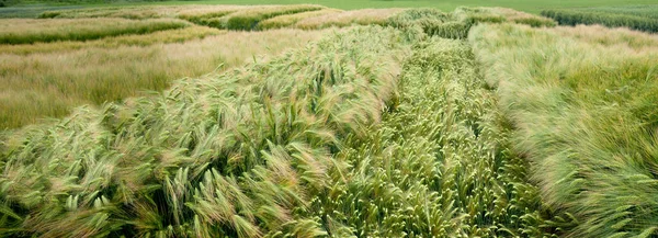 粮食作物示范田上的黑麦 小麦品种 — 图库照片