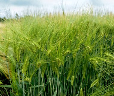 Kış arpası, dikenleri kapatma, yeni mısır gevrekleri...