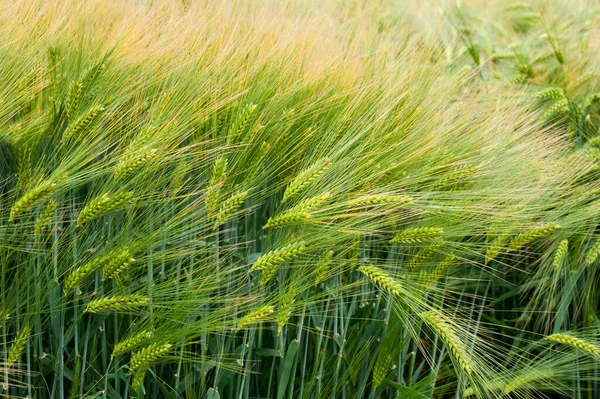 关闭冬季大麦小穗 品种样本 — 图库照片