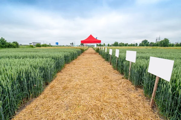 ポインタフラグ付きのシリアルのデモプロット 冬の大麦と小麦の新品種 — ストック写真