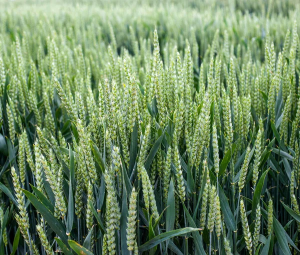年轻冬小麦的绿色耳朵闭合 — 图库照片