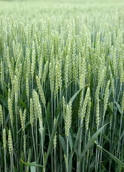 冬小麦新品种 示范作物 — 图库照片