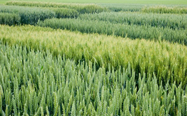 stock image demonstration sectors of plot grain crops, new varieties winter wheat, top view